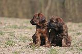 BRIARD 177